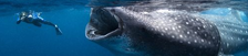 National Geographic biggest Whale Shark "Swarm" found.